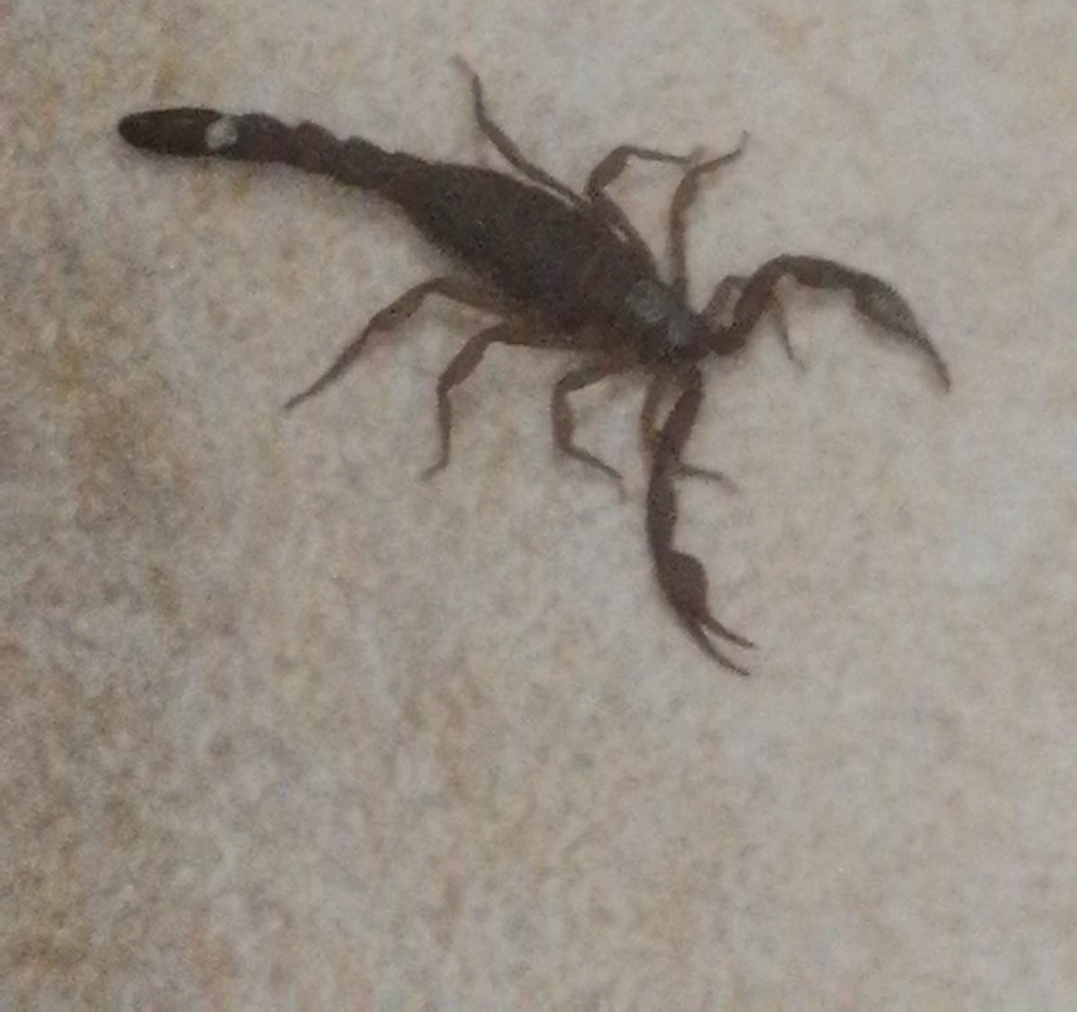 Luis escn tweet media