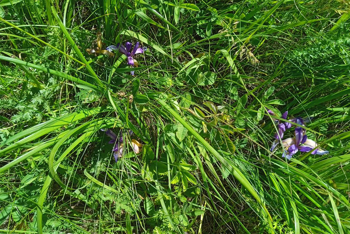 FarmaBlatnicka's tweet photo. Netrhat! Toto nejsou kosatcové záhonky. Tyto #kosatce rostou na louce a jsou zákonem chráněné. Rozumíme, že je těžké to rozlišit. Sbírat kosatce bez obav můžete pouze tam, kde je cedulka „#Samosběr kosatců“ https://t.co/J3qvJTKj2J https://t.co/iu1VmLhc3P