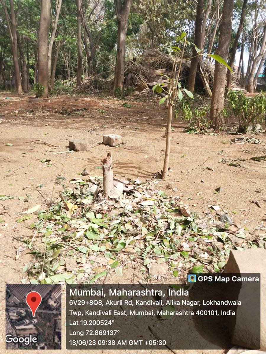 ABVRvrukshraksh's tweet photo. @mybmc @mybmcGardens @MumbaiPolice @CMOMaharashtra कांदिवली पूर्व येथील अण्णाभाऊ साठे उद्यान मधील हे जवळपास 15 फूट चे पिंपळाचे झाडाचे कत्तल करण्यात आले आहे,#मनपा_अधिकारी ह्यावर गुन्हा दाखल करून गुन्हेगारांवर किंवा जवाबदार कर्मचऱ्यावर कारवाही करणार का??? https://t.co/0JGAerBLIS