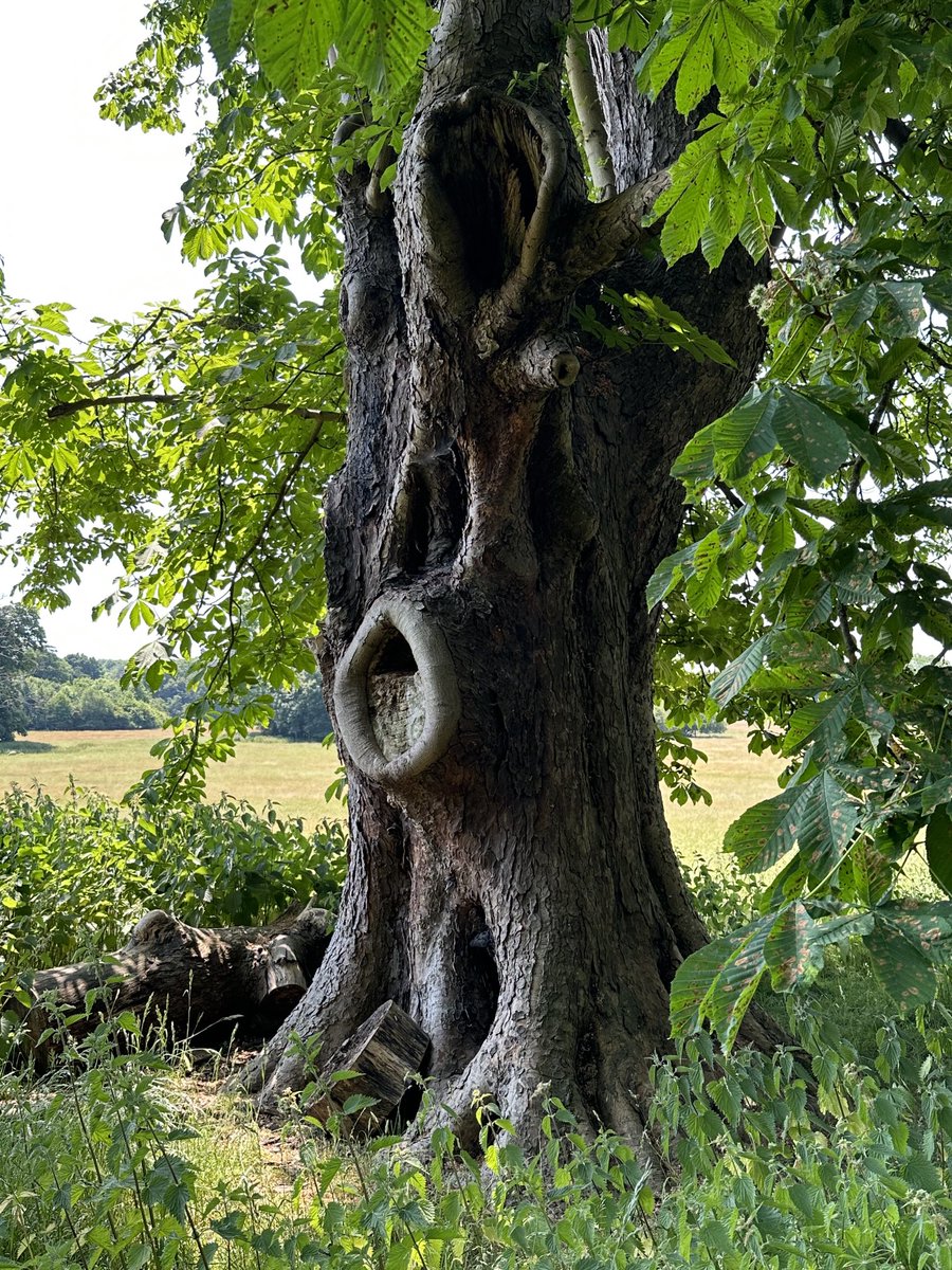 A characterful tree at Chawton House in Hampshire.  #thicktrunkTuesday