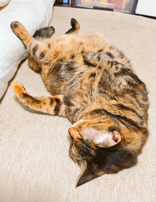 猫が落ちてると思ったら、強引に甘えに来た