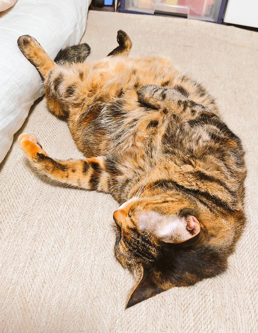 猫が落ちてると思ったら、強引に甘えに来た
