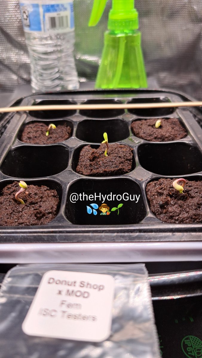 Just 3 days from soak to sprout 💪. Another 💯 germination rate. 1 Ethos Purple Sunset 🟣🌅, 2 Donut Shop x MOD 🍩🐉, and 2 Black Opal x Zkittles ⚫️🍬. Last 2 strains are testers from @irvineseedco and @breeder_j 
#hydroponics #growyourown #homegrown #irvinearmy #420community