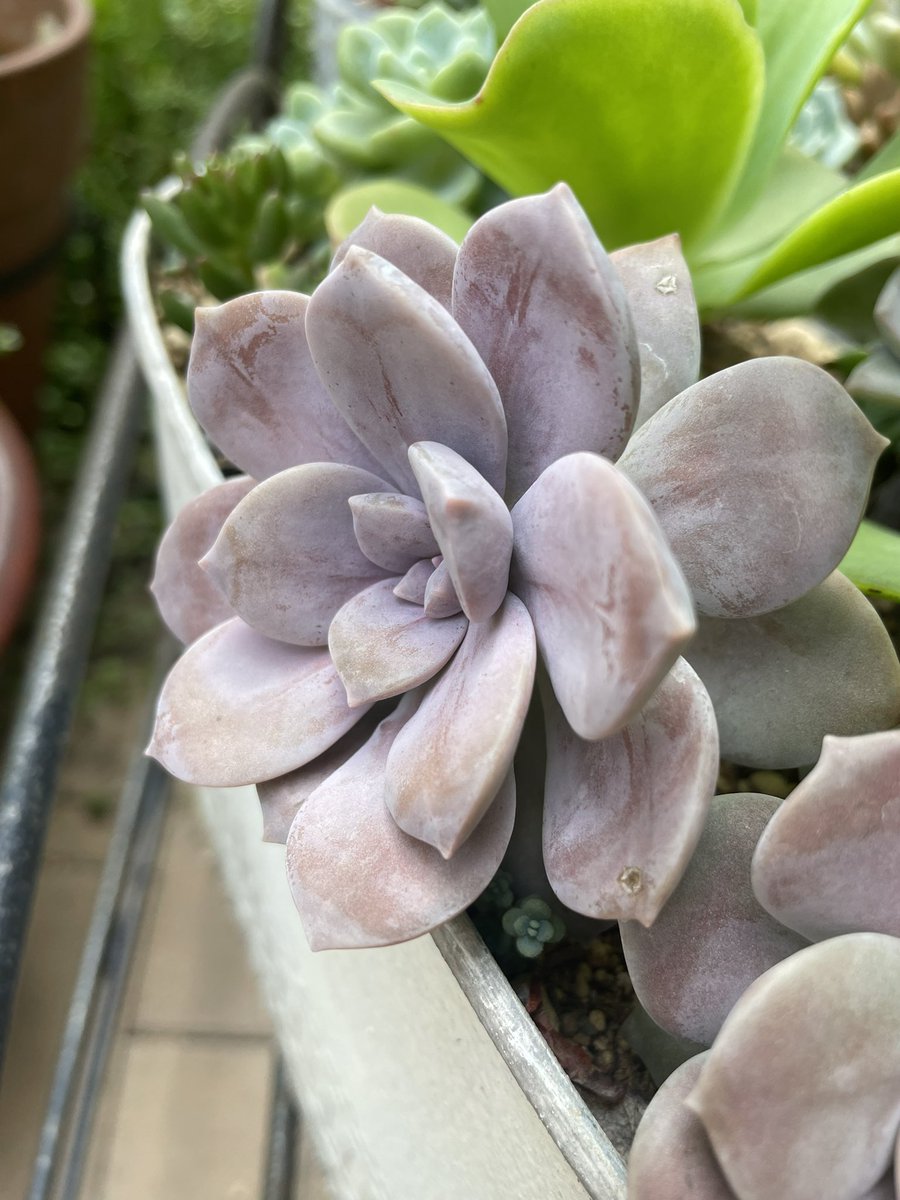 SisiConiwa's tweet photo. なんか平べったくて寄せ植えしにくい…と思ってたけど、大きくなってくると頑丈な子なりに健気で可愛くなってきた🥰
#ペンタンドルム https://t.co/TeMu3h3Bzs