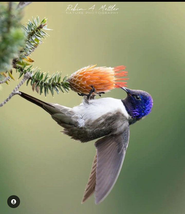 Nice hummingbird ❤️