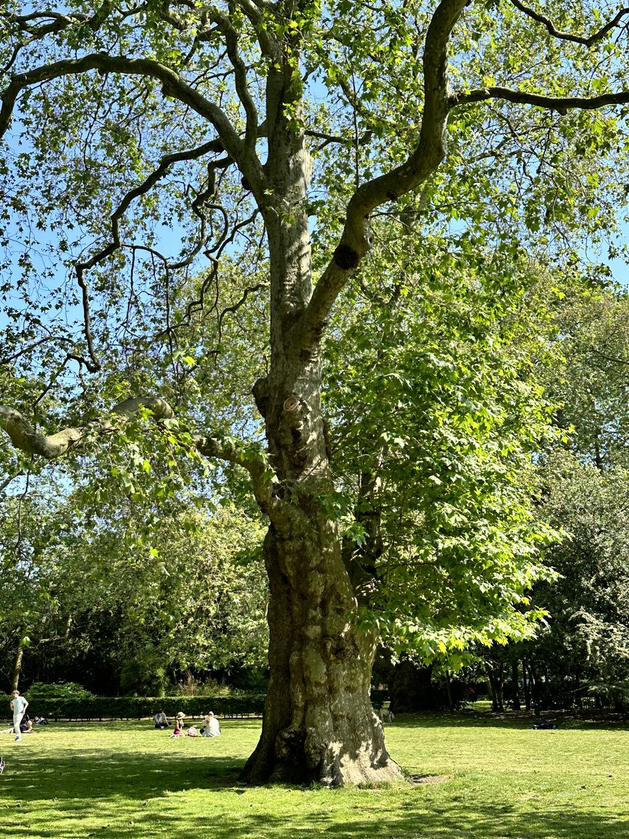 Good morning happy Tuesday everyone #ThickTrunkTuesday Plane tree offering shade to those who want it on hot sunny days, found this beautiful green area a short walk from Bloomsbury, London,  an absolute gem 🙏🏻#TreeClub #greenspace #shade @Twitter