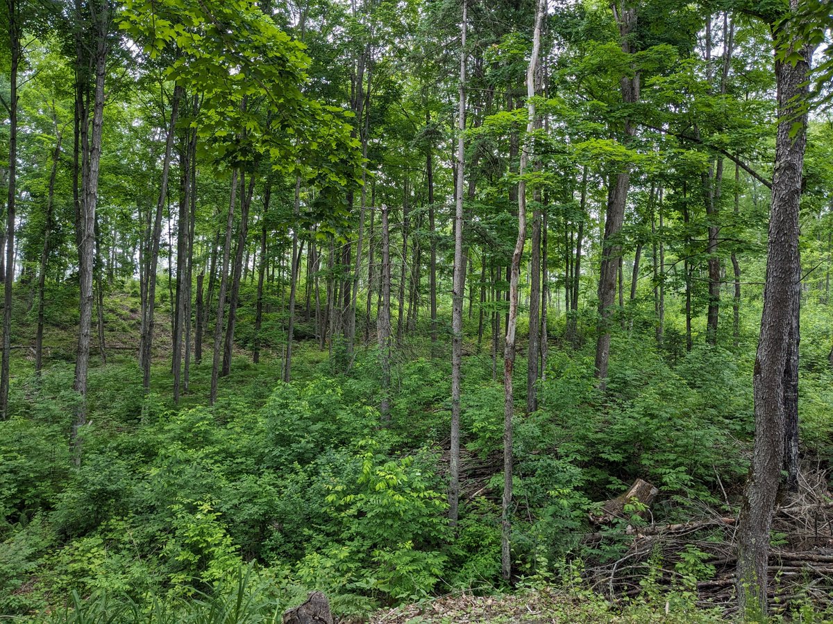ForestMommy's tweet photo. I'm asking those who love the outdoors to post a picture YOU took. Just a pic. No description. The goal is to regain peace and harmony without negativity. Please copy the text, put a picture on YOUR page, and let's look at these beautiful pictures. https://t.co/iBulMzgUb1