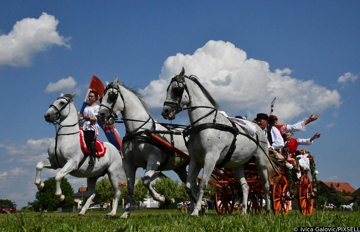 Dobro jutro / Good Morning / Guten Morgen 🌞 

📸 Ivica Galović/PIXSELL
#goodmorning #morning #caosvima #jutro #dobrojutro #Travel  #PHOTOS #PhotographyIsArt #photoofthedays #Croatia #konji #horses #traditional #tradicija