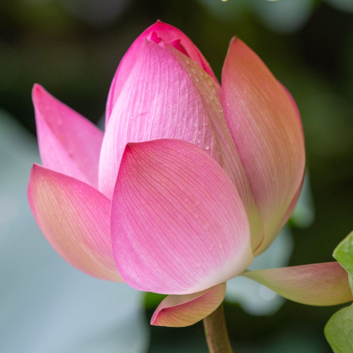guangzhou_daily's tweet photo. 近日，廣州市番禺區的寶墨園、蓮花山旅遊區、沙灣古鎮、大夫山森林公園、大嶺村等地均有荷花盛放，吸引了不少市民遊客前往賞荷拍照。其中，在寶墨園，遊客可看到1000多平方米的荷塘裏，田田荷葉鋪滿湖面，朵朵荷花次第登場，或含苞待放或怒放盛開，綠池碧水紅荷，千姿百態、綽約多姿。陣陣夾着荷香的微風撲鼻而來，讓人陶醉其中，流連忘返。
#lotus #park #tourists #fragrance