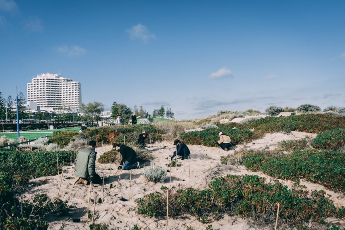 Last week, our Perth Digital squad embraced their annual volunteer day by dedicating their time to planting trees and restoring the fragile habitat along the breathtaking Perth coast with <a href="/PerthNRM/">Perth NRM</a>. #wearetelstrapurple➡️ tel.st/wb5