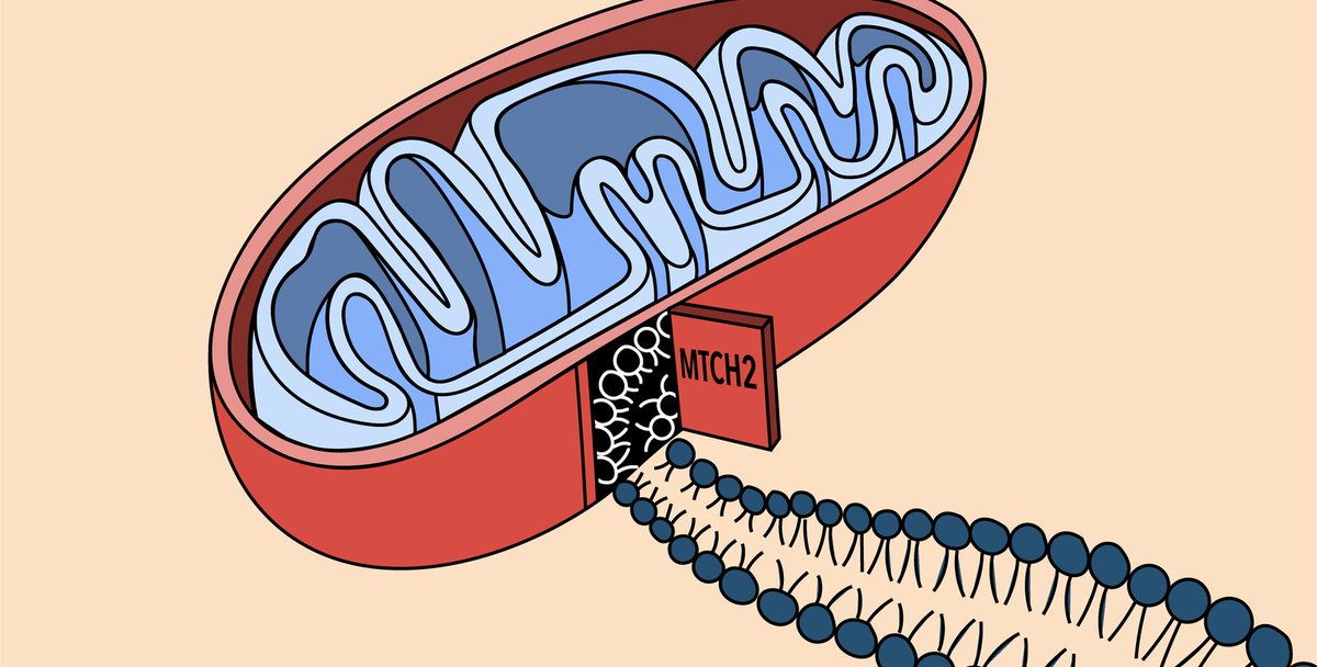 CellScience4's tweet image. A large variety of functions have been assigned to #mitochondrial #proteins and protein #complexes and are indicated in the figure: energy #metabolism  with #respiration and synthesis of ATP; #metabolism  of #amino acids, #lipids and #nucleotides; #biosynthesis of iron-sulfur.