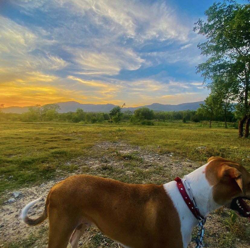 Nature walks. Sunsets. 
And man’s best friend 🫂 
#StreetDogs #Islamabad #Pakistan