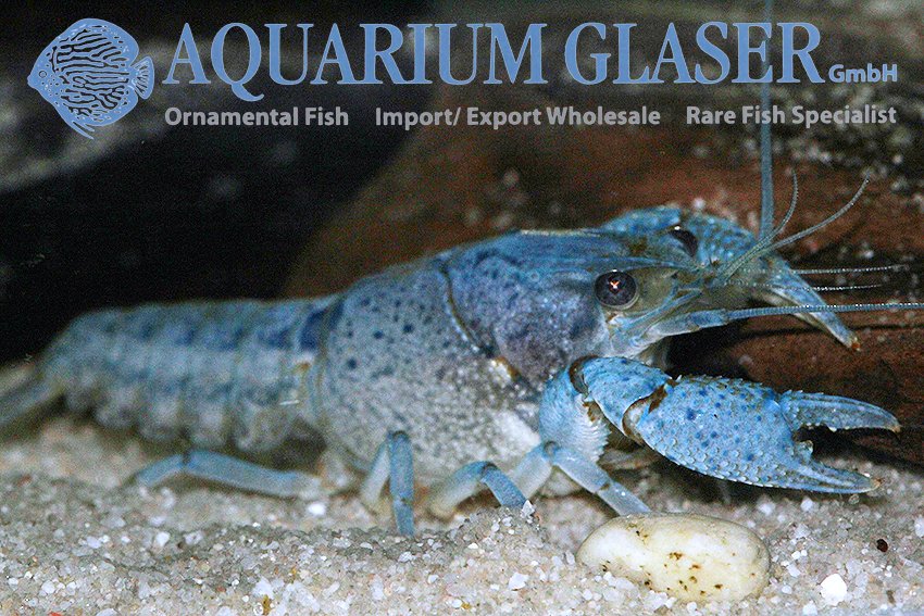 aquariumglaser's tweet photo. #Procambarus #alleni
find more details and pics @ https://t.co/kgExUnvbBk https://t.co/8a0AsyRbUJ