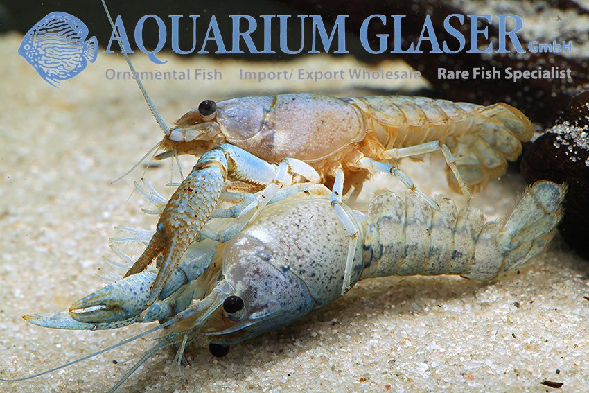 aquariumglaser's tweet photo. #Procambarus #alleni
find more details and pics @ https://t.co/kgExUnvbBk https://t.co/8a0AsyRbUJ