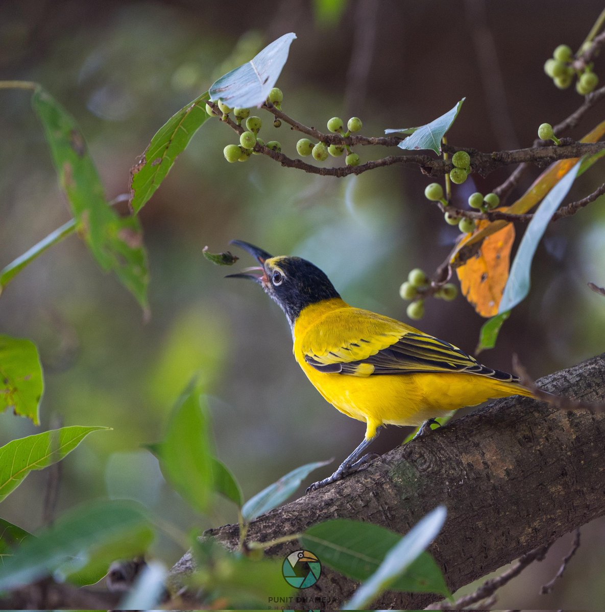 Black hooded oriole with a catch for #VIBGYORinNature by #IndiAves
#ThePhotoHour 
#BirdsSeenIn2022
#birdphotography 
#BBCWildlifePOTD 
#natgeoyourshot 
#NaturePhotography 
#TwitterNaturePhotography