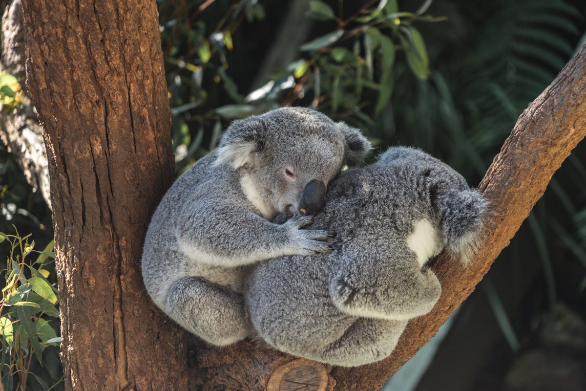 Koalas Every Hour (@KoalasEveryHr) on Twitter photo 2023-06-20 05:00:03