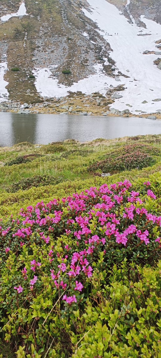 RNP_Romsilva's tweet photo. Bujorul de munte începe să ne încânte cu frumusețea lui
📷 Impressive photos from Rodnei Mountains National Park where Rhododendron kotschyi Simonkai syn. Rh. myrtifolium is starting to bloom and shows its beauty.
#rodna #rododendron #Ineu #turism #parcnational #romsilva #bujor https://t.co/uiaClUMASo