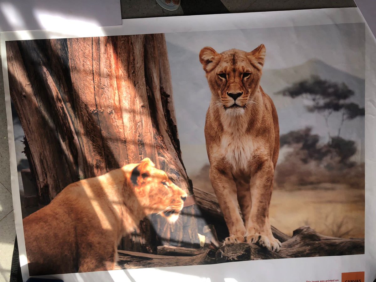 XtremeEnt254's tweet image. Explore the unlimited styles of custom-mounted canvas wall hangings to transform your space. Whether it's for your office, event or home we are ready to bring your vision to life. Reach out to us today to discuss your custom order! 🎨✨ #CustomCanvasArt #BrandYourSpace #Branding