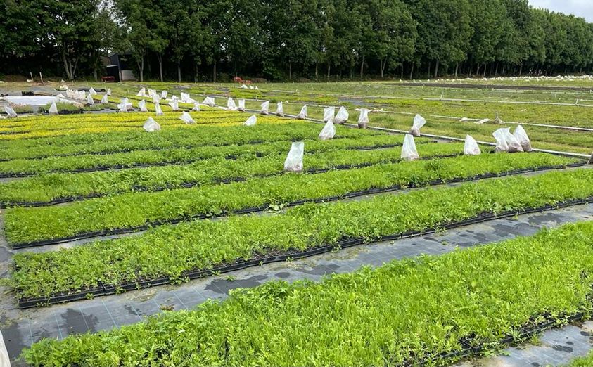 Sky Garden grow and cultivate their own sedum and wildflower plugs. Sedum plugs are succulent plants and are drought, wind and frost tolerant.

Visit our online green shop today to place your order.

sky-garden.co.uk/product-catego…

#sedum #sedumplugs #greenroofs #ukgrown #wildflowerplug