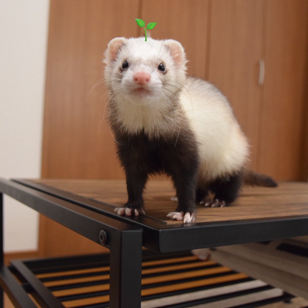 kaho_ferret's tweet photo. https://t.co/ilaNY9VVWh
