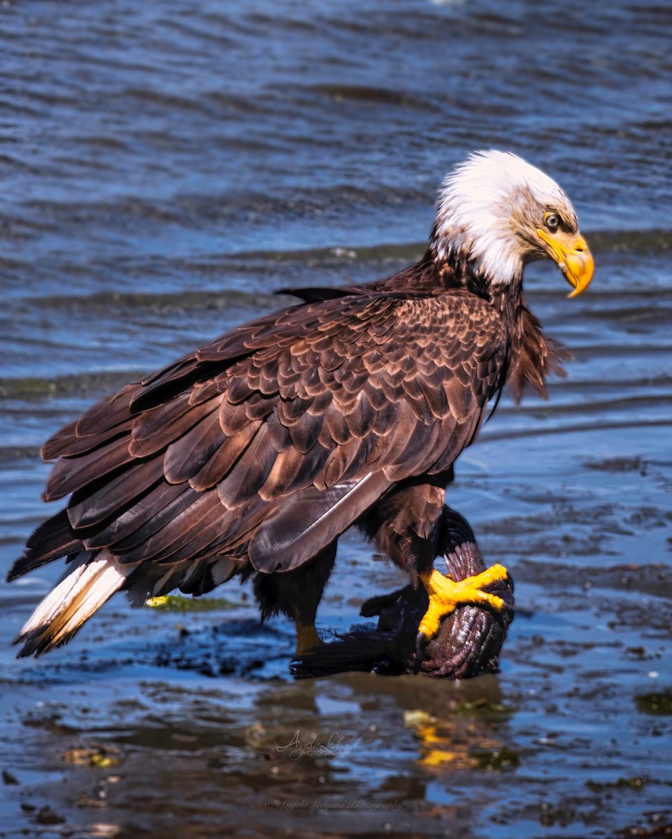American Eagle Day!!!🦅 Celebrated annually on June 20. #eagle #americaneagleday #BirdsOfTwitter #TwitterNatureCommunity #birdsofprey #baldeagle #birds #birdphotography