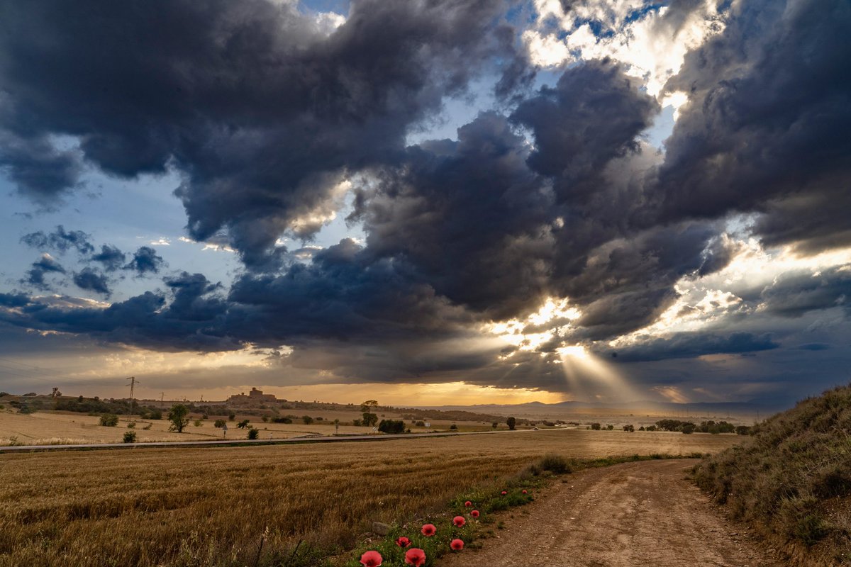 A prop de l’Aranyó - Near l’Aranyó
Els Plans de Sió, la Segarra, Catalonia

#paisatges #landscape #sunset #lasegarra #segarrejant #postureiglleida #catalunya #catalonia #raconsdecatalunya #imatgesde_lleida #imatges_de_catalunya #descobreixcatalunya #igcatalunya #aralleida