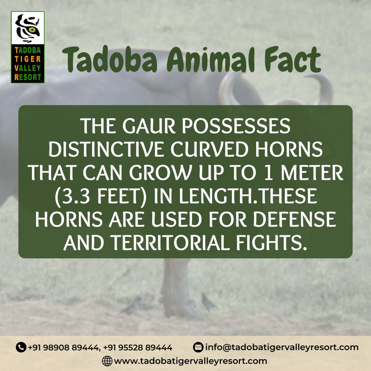 The Gaur, a true symbol of strength, boasts impressive curved horns up to 1 meter long. #tadoabtigervalley #JungleSafari #TadobaSafari
