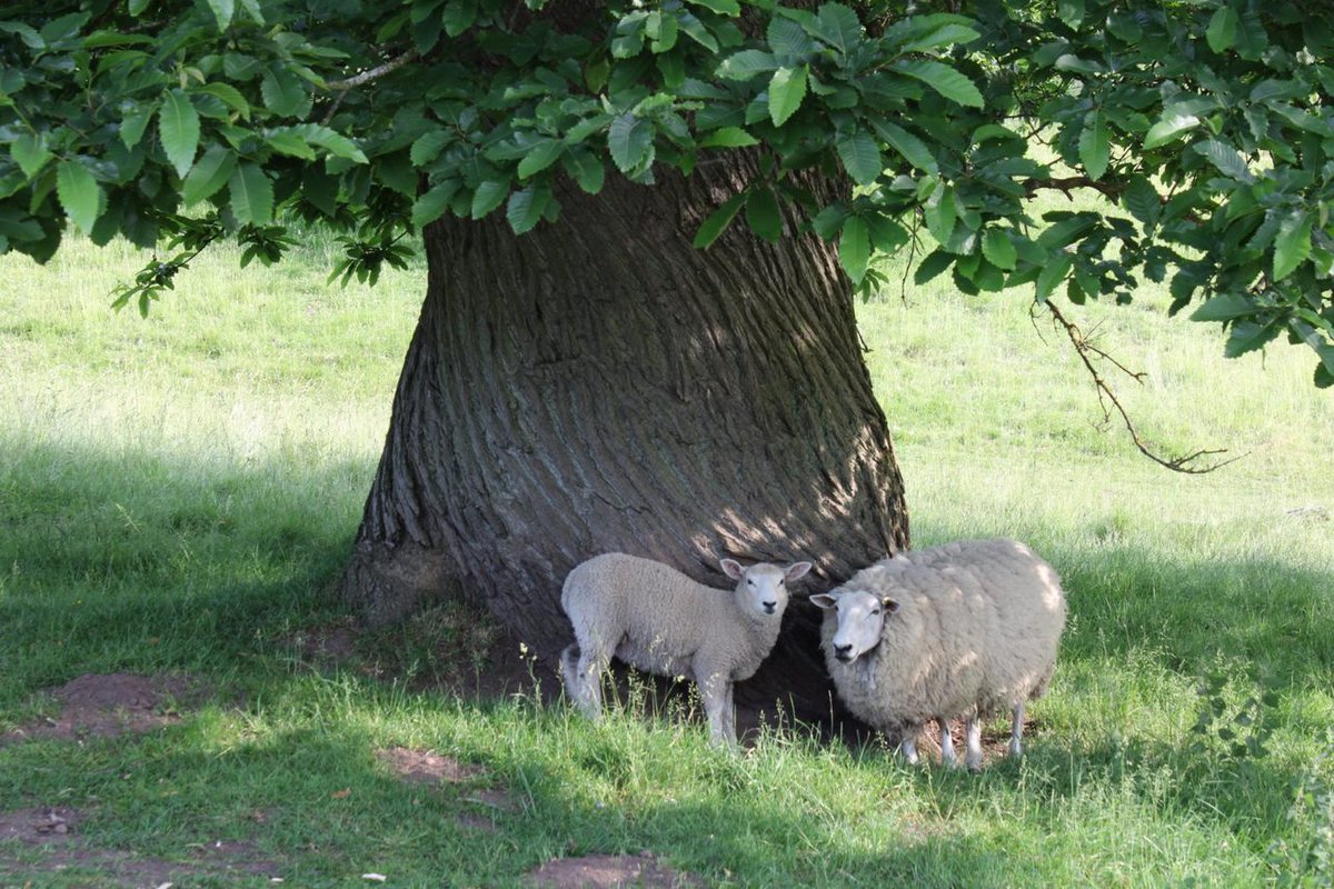 Thick trunk Tuesday #thicktrunktuesday #TreeClub @keeper_of_books @ResponsePS @TheTreeCouncil @arborsmarty @mathilebrandts #sheep #photo #photography