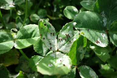 🔍  Noticed control failures or suspect insecticide resistance in the #redleggedearthmite on your farm? Insecticide resistance is increasing across south-eastern Australia. We provide free screening to growers and advisers to test for SP and OP resistance. buff.ly/3pdi7bn