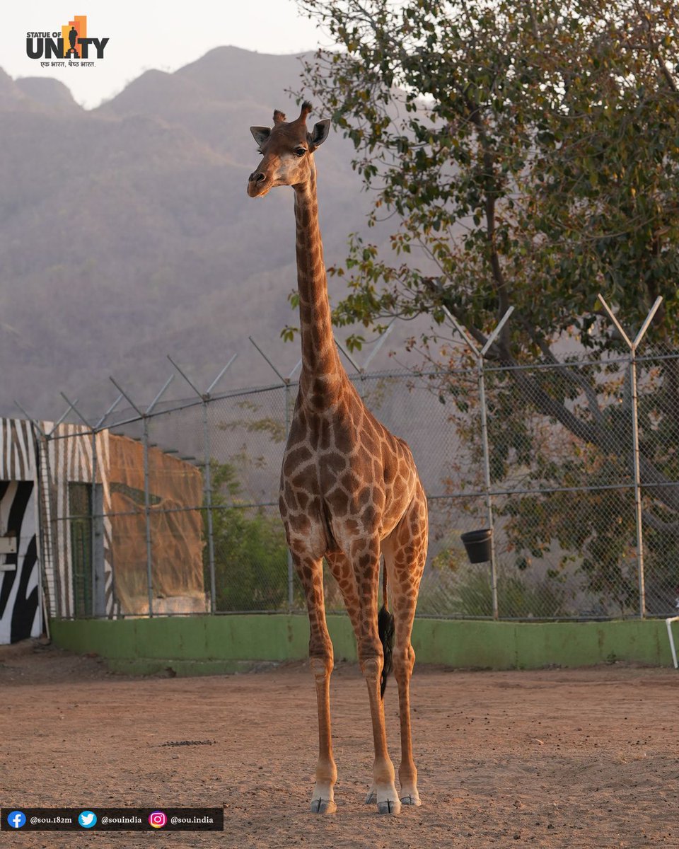 Discover the Splendor of Jenny the Female Giraffe at Ekta_Nagar's #Jungle_Safari, a mesmerizing part of the iconic Statue of Unity! Immerse yourself in the wonders of nature and encounter a diverse array of Indian and exotic birds & animals. #StatueOfUnity #JungleSafari