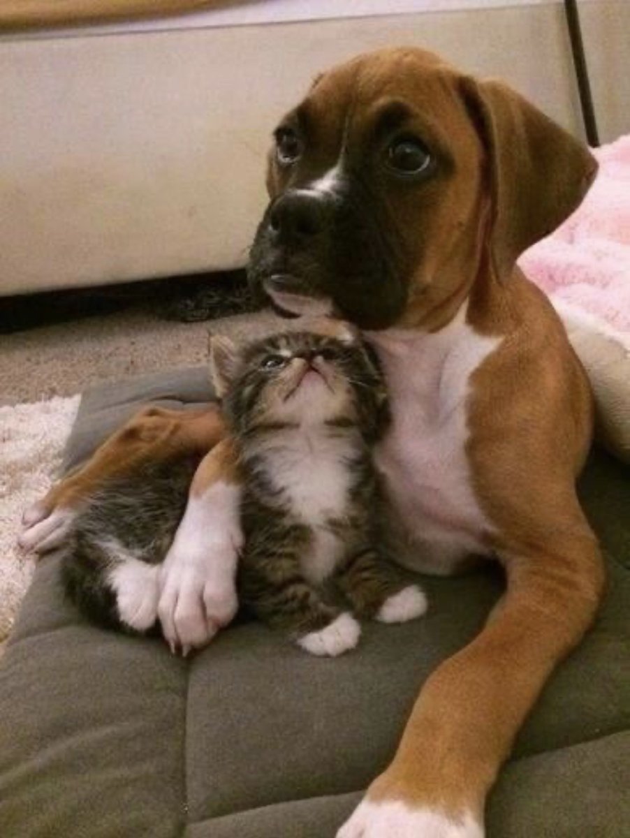 There is nothing more adorable than a cat and dog friendship! #dailydoseofcute