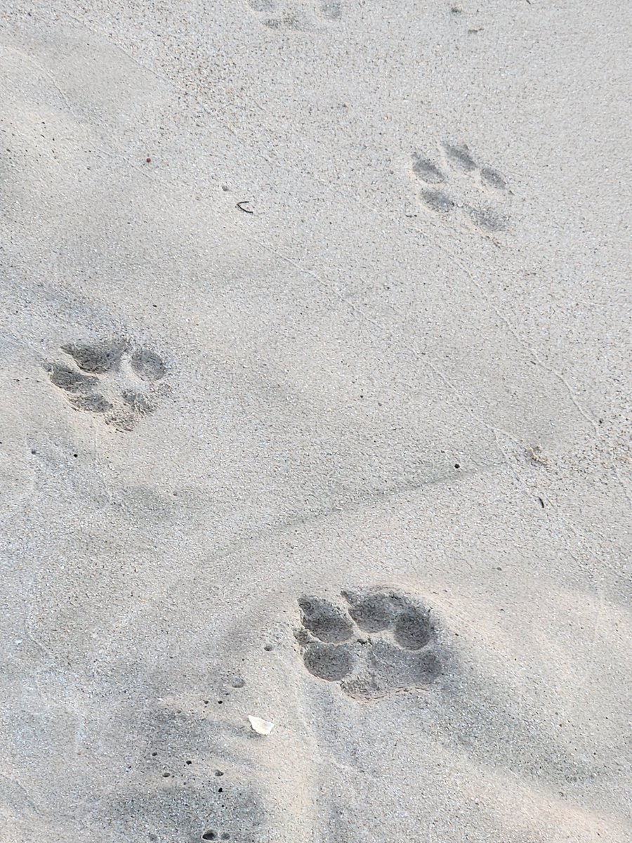 태영이 발자국인가?