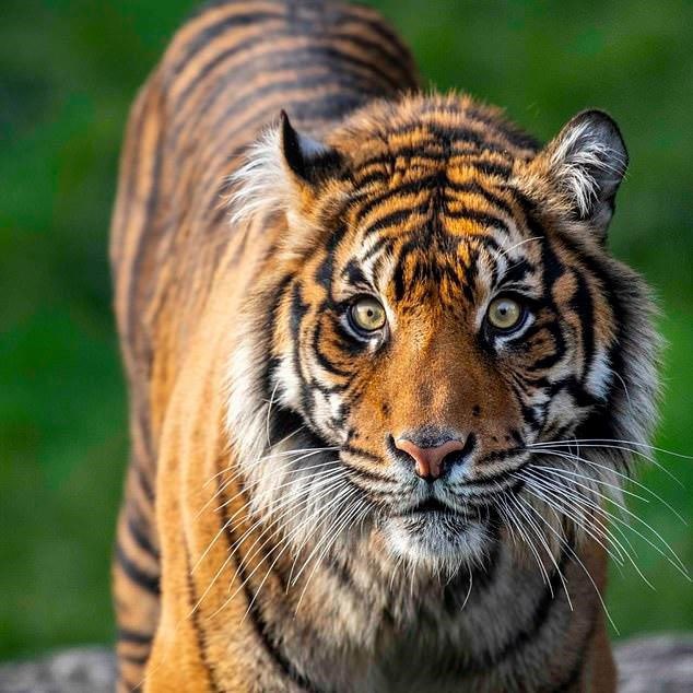 GM #TigerCoinInu farm