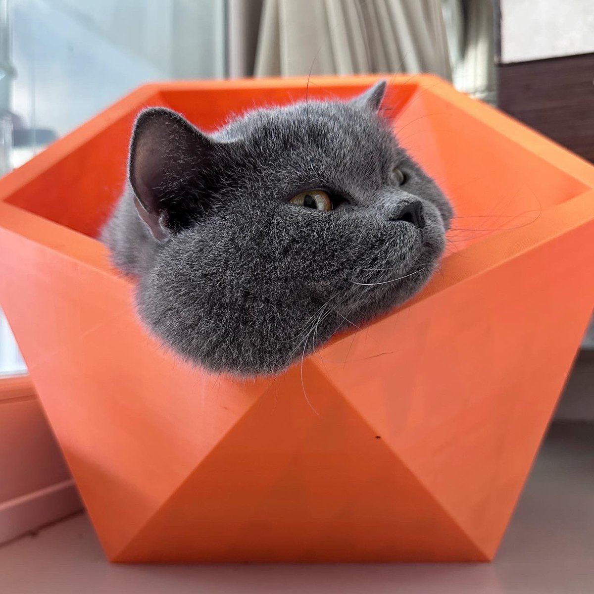 CatsterClub's tweet photo. มุมปลอดภัยอันใหม่ของพี่ฉลาม สบายใจแค่ไหน ก็แค่นอนจนน้ำลายยืด 😂 

ตัวนี้เรียกว่า Cat Pot ค่ะ ผลิตจาก 3D Printing น้ำหนักเบา แมวชอบมาก เพราะมีที่เกยคาง 

ส่วนแม่ชอบมาก เพราะทำความสะอาดง่าย ฉีดน้ำทำความสะอาดได้ตลอด ไม่เหม็นอับ 

ราคาจากเพจนักออกแบบ Chok The Creator ราคา 2,900 บาท หากแจ้งว่าเห็นมาจากพี่ฉลามลดเหลือ 2,400 บาททันทีค่ะ 
ขนาด 37x39x31 cm 
น้ำหนัก 889 กรัม เบามากเลย 

สั่งซื้อผ่านเราได้นะคะ

#ทูนหัวของบ่าว
#kingdomoftigers