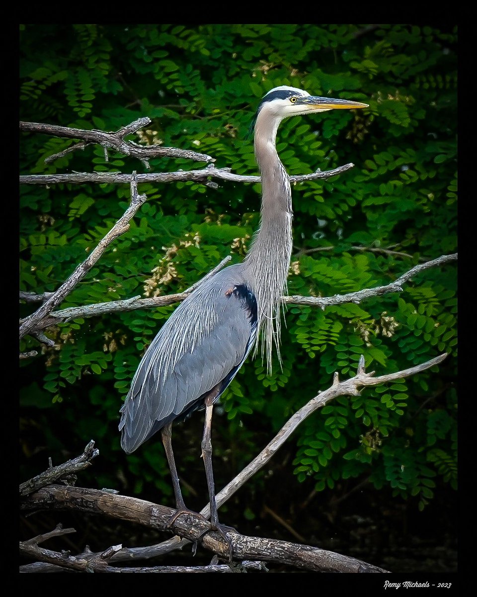'NORTHERN FRIENDS' instagram.com/p/Cts0RxKAabD/… #CanadianGeographic #NationalGeographic  #GreatBlueHeron #Spring #WildlifePhotography #OntarioParks #PicOfTheDay #BirdPhotography #CanadianWildlife #Art #Earth 📸 🇨🇦