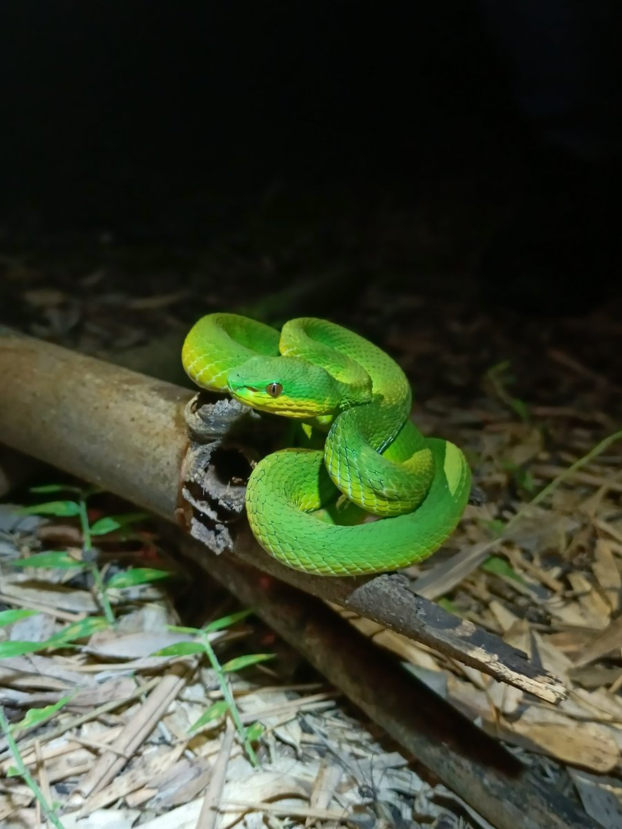 Lesser Sundas White-lipped Pitviper (Trimeresurus insularis).

#vipersnake #herping #travelphotography #natureflores #hutanbowosie #floresindonesia