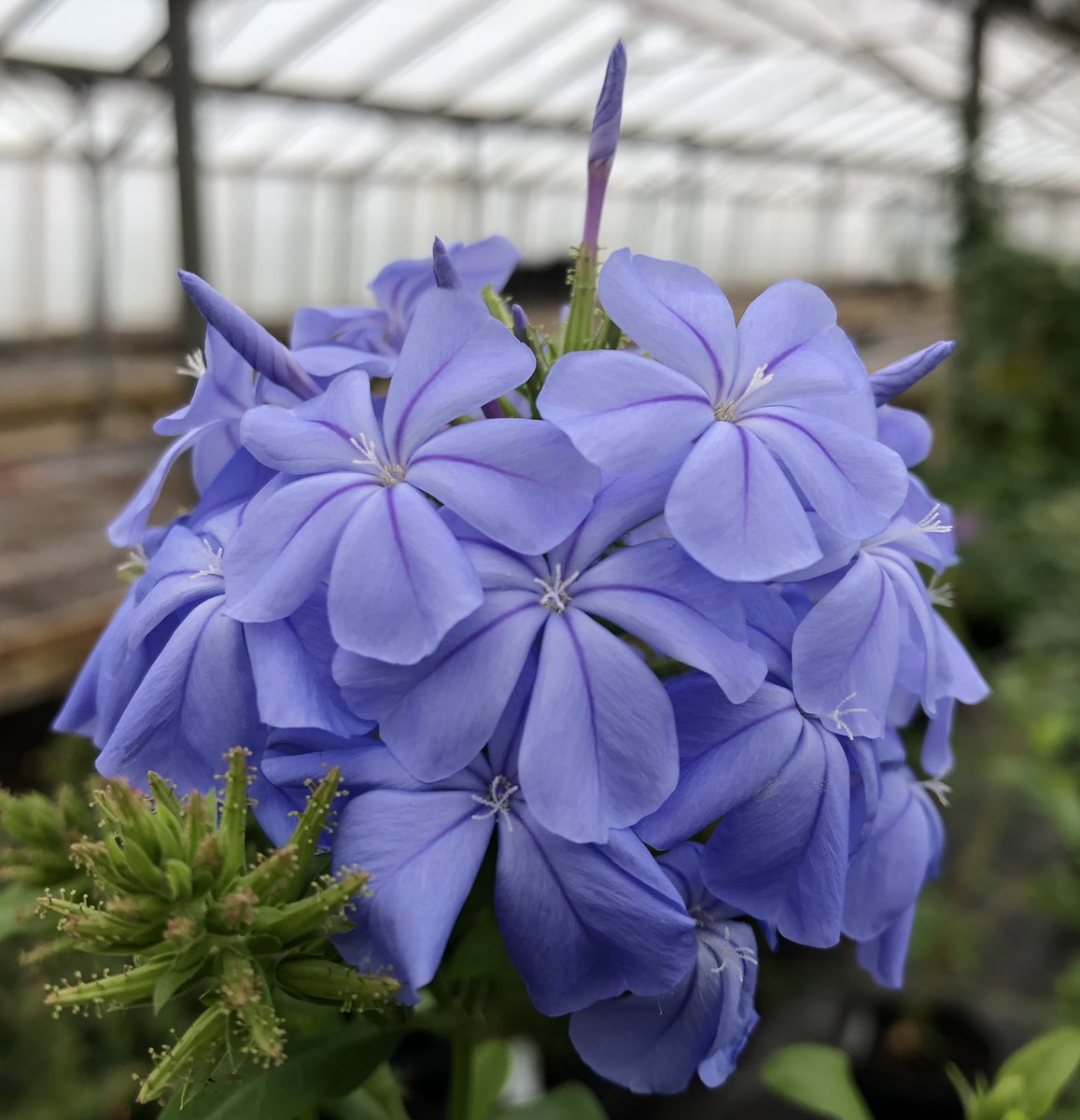 Heather_GKey's tweet image. Pandorea jasminoides, Plumbago ‘Crystal Waters’ &amp;amp; Jasminum sambac…. Swoon Love it when these beasties come into flower! ❤️❤️❤️