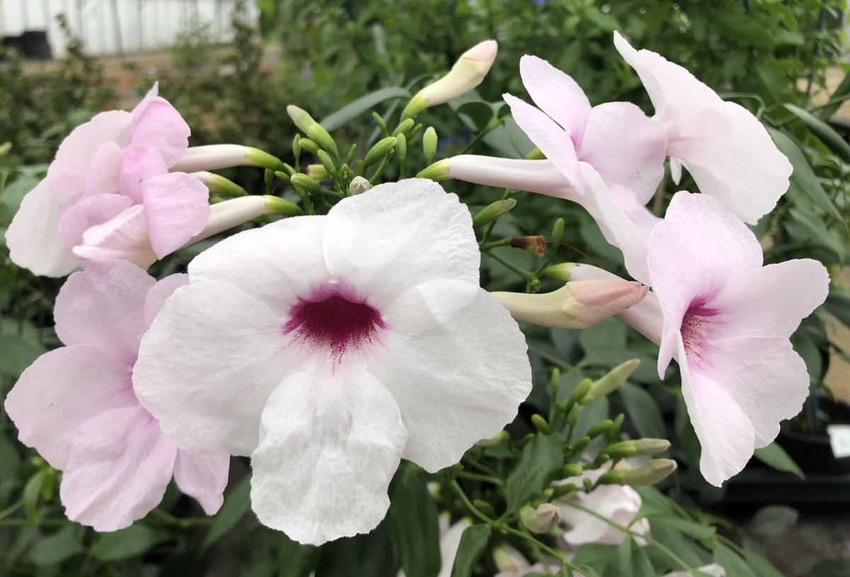 Heather_GKey's tweet image. Pandorea jasminoides, Plumbago ‘Crystal Waters’ &amp;amp; Jasminum sambac…. Swoon Love it when these beasties come into flower! ❤️❤️❤️