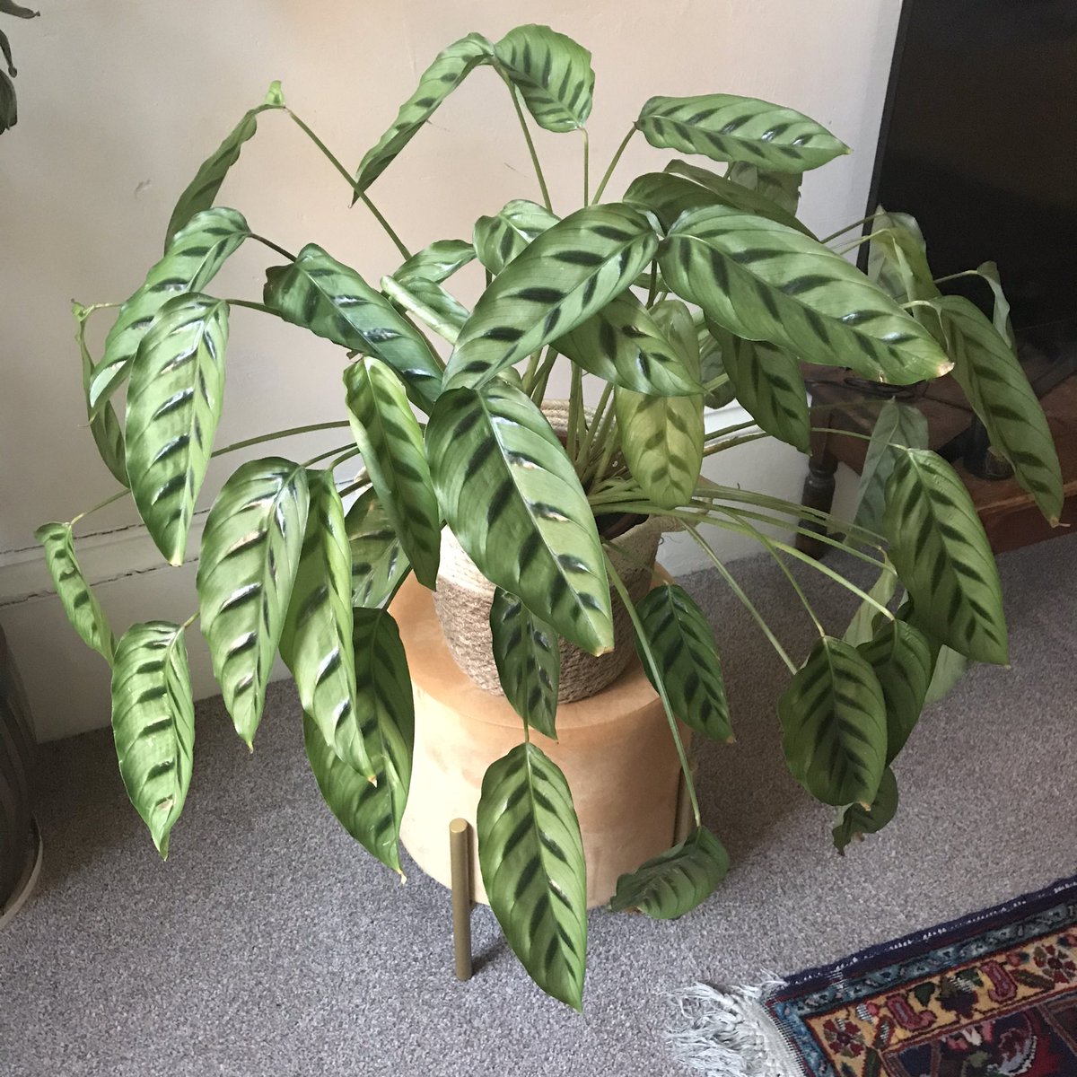 🌱🌺🌿🌸