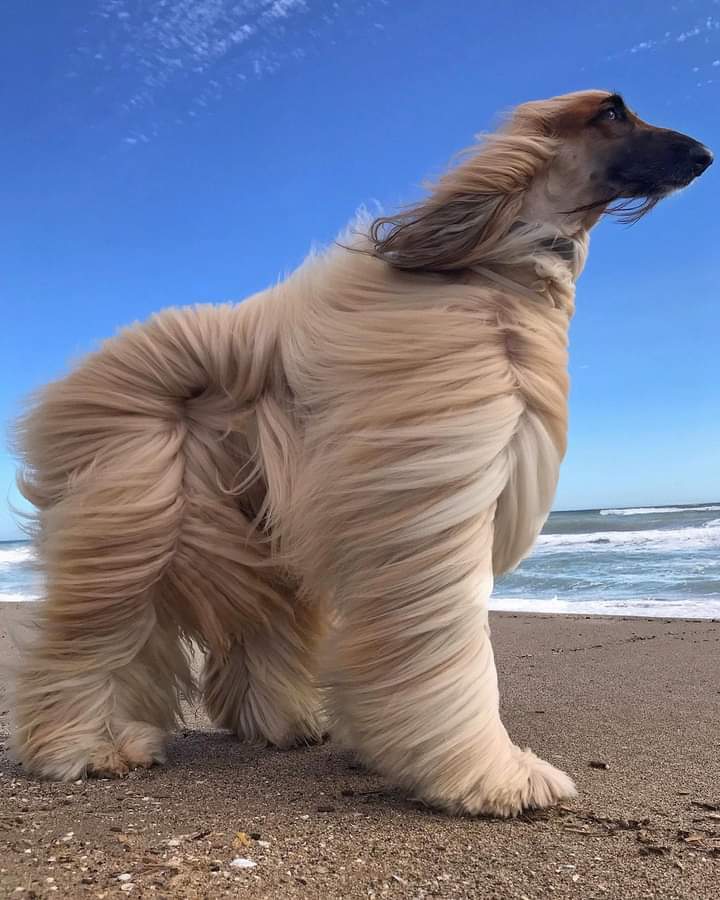 ❃❃❃ Beautiful Afghan dog ❤🐕❤
#dogsoftwitter #dogsinlove #dogs2023