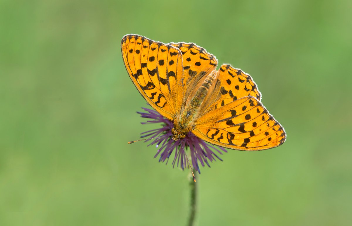 We’re delighted to be part of the Natur am Byth! partnership which is celebrating a @HeritageFundUK award of over £4.1 million to save Wales’s most vulnerable wildlife! 🦋🏴󠁧󠁢󠁷󠁬󠁳󠁿

👉 butrfli.es/3JnHQoe

📷: Bob Eade