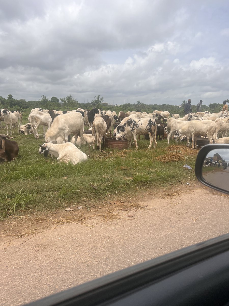 Hausa people in general are the most trustworthy and easy going people in this country. And honest too.
You just see some random people selling rams by the roadside, you buy they sell, you pay and leave the ram there for them to feed till sallah day.
Who does that?!!😃