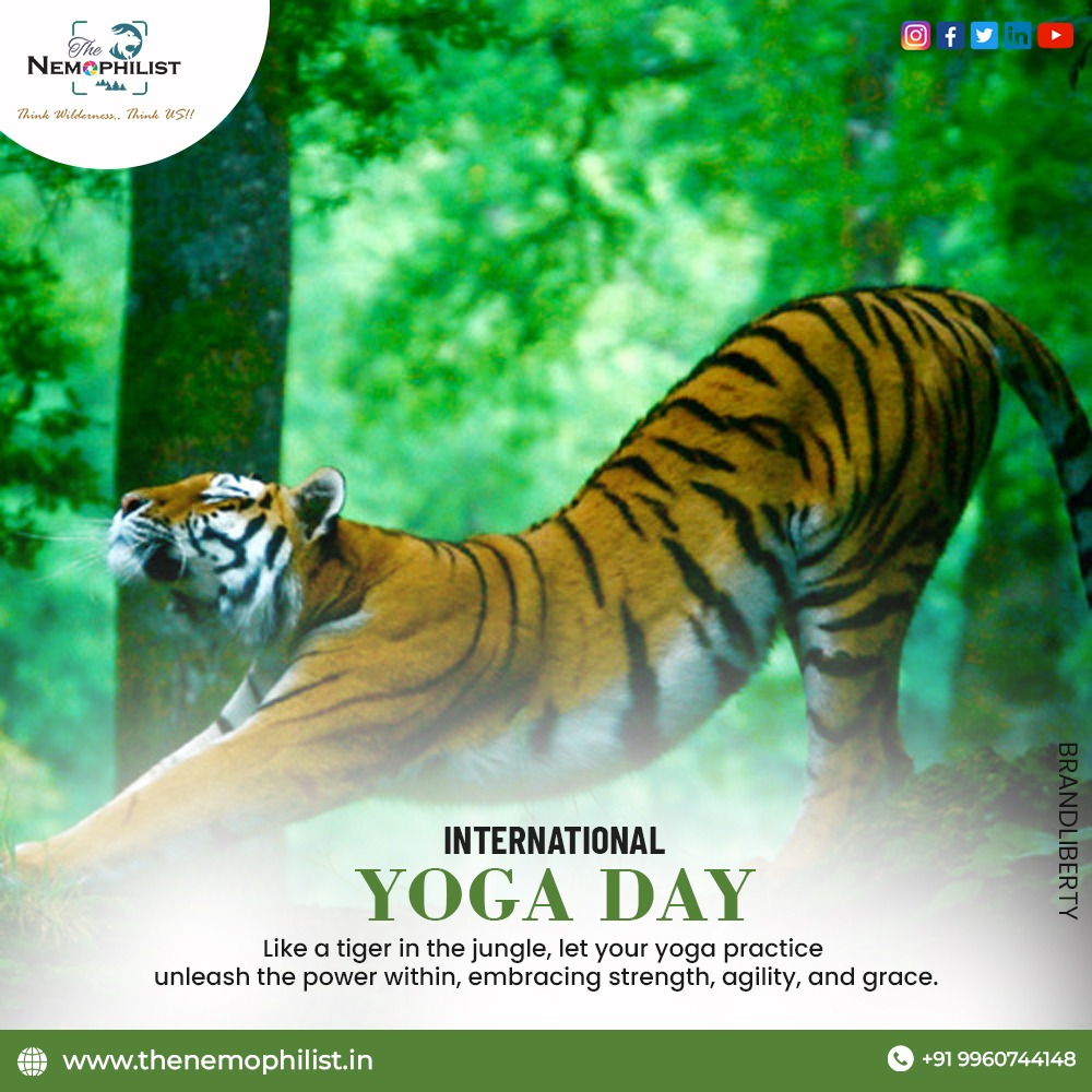 Yoga is a dance between control and surrender – between pushing and letting go – and when to push and when to let go becomes part of the creative process.Happy international yoga day .
Check out on our website - thenemophilist.in
#WildlifeCapture #NatureInFocus #YogaJourney
