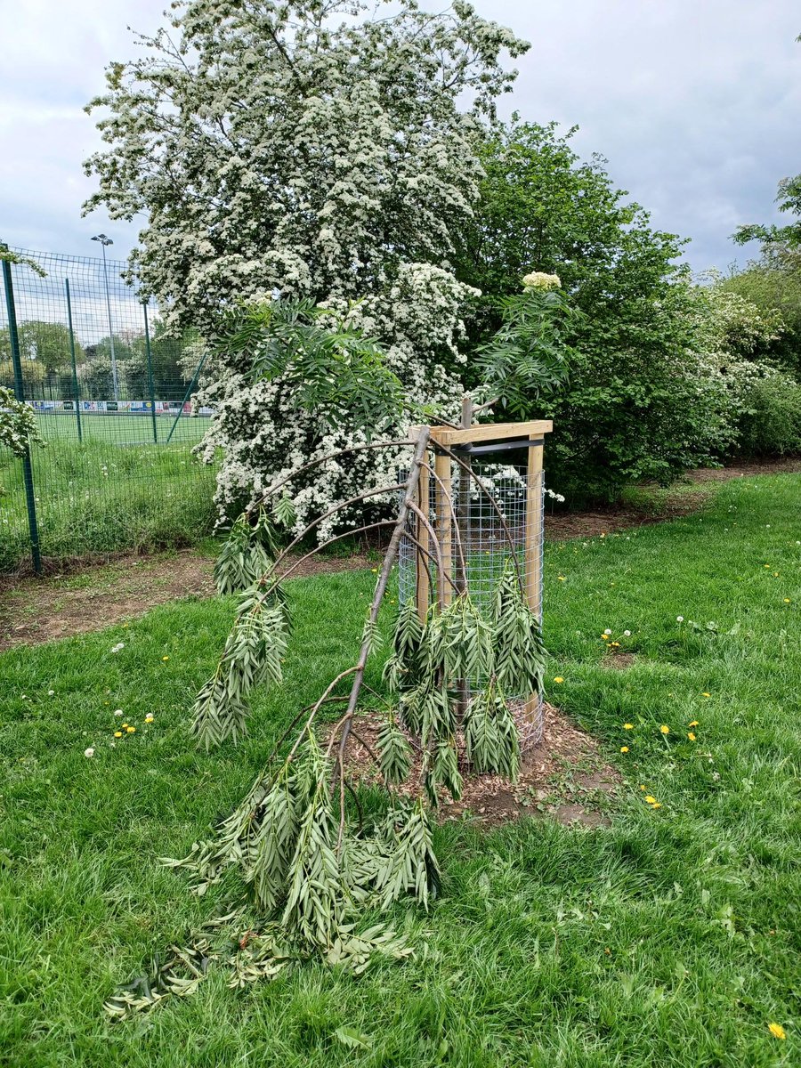 MyDoncaster's tweet photo. Sadly, we’re seeing more cases of trees being vandalised across Doncaster.

We’ve planted over 100k trees since '21 as part of our aim to tackle climate change and create a cleaner, greener place to live.

Not only is this damage mindless, it costs public money on replacements. https://t.co/hCBdTOxQb0