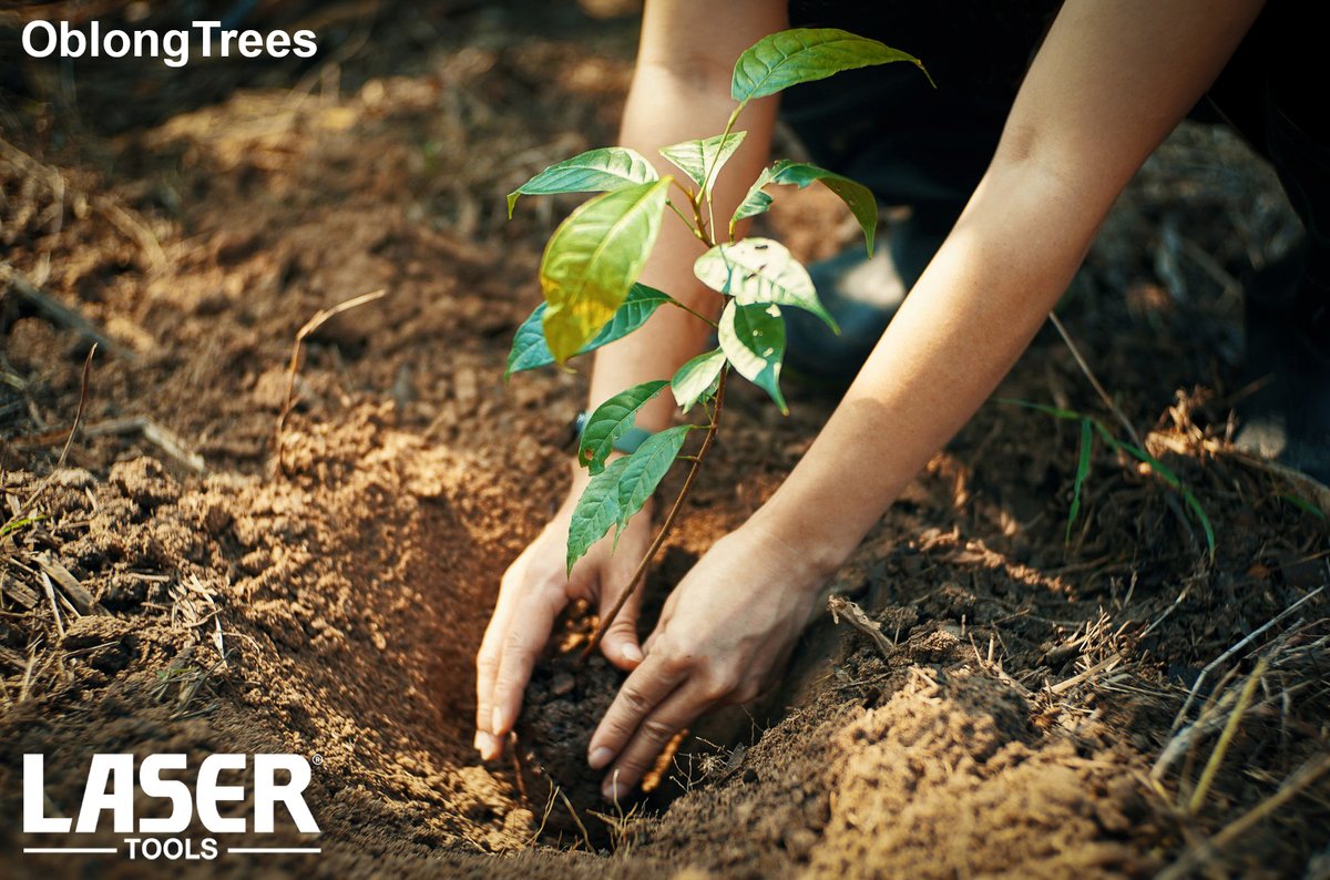 Laser_Tools's tweet image. We are excited to announce that we have agreed on behalf of all our employees to sponsor @oblongtrees in their plight to plant trees to re-wild, restore &amp;amp; improve biodiversity. We've agreed an initial 10 year plan, planting 2 trees per employee per month.

oblongtrees.com/clientpage/too…