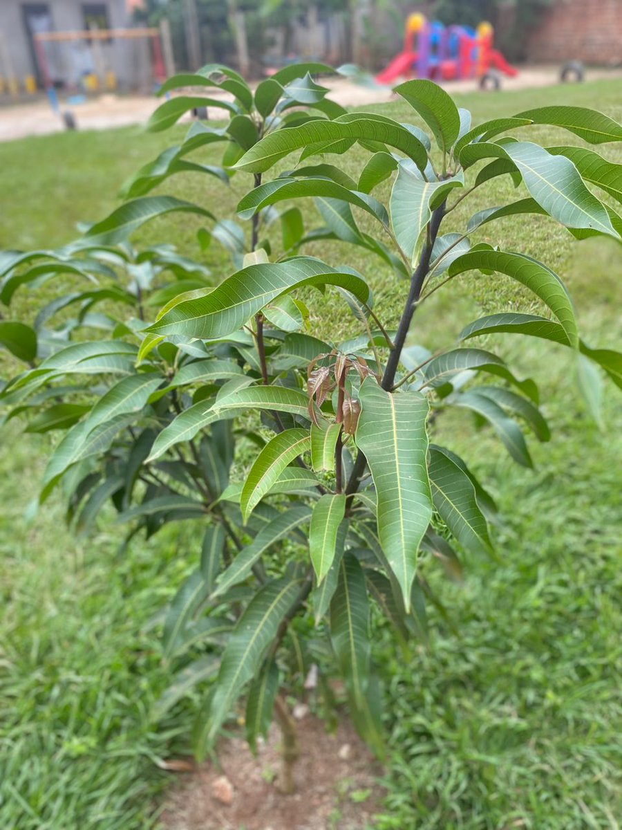 Omuti Initiative tweet media