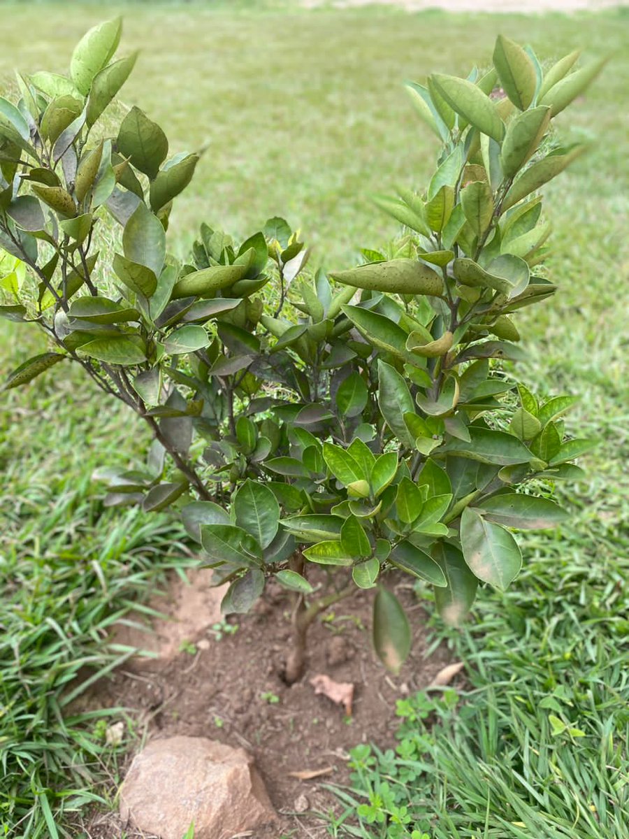 Omuti Initiative tweet media