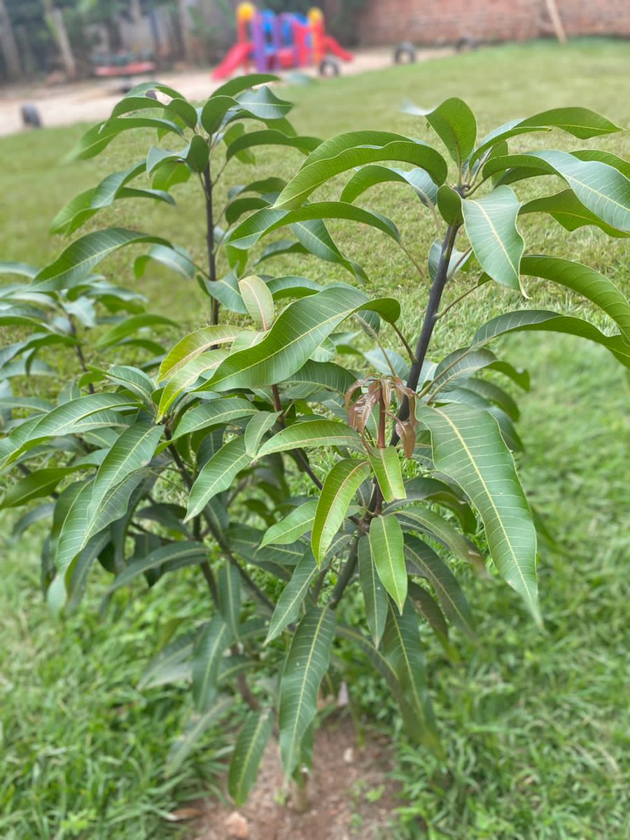 Omuti Initiative tweet media