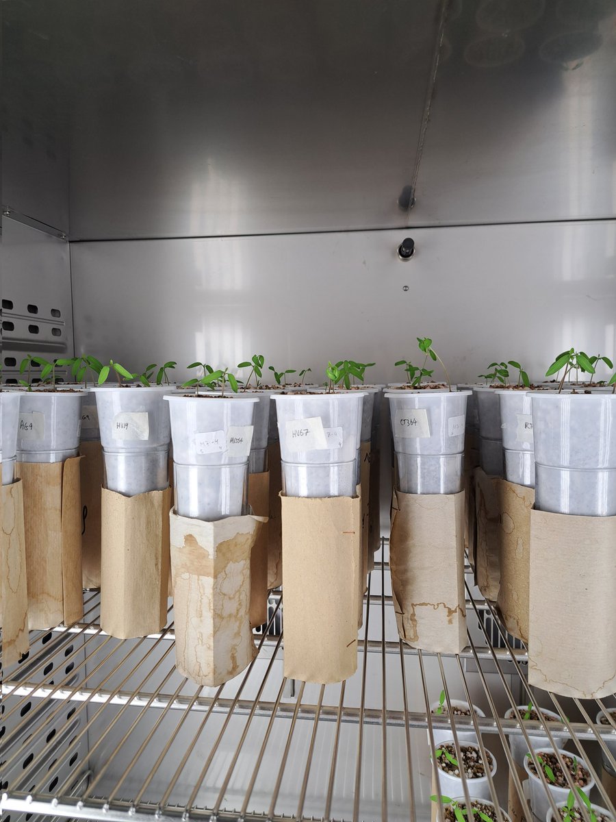 Dr. Ryan Thompson tweet media