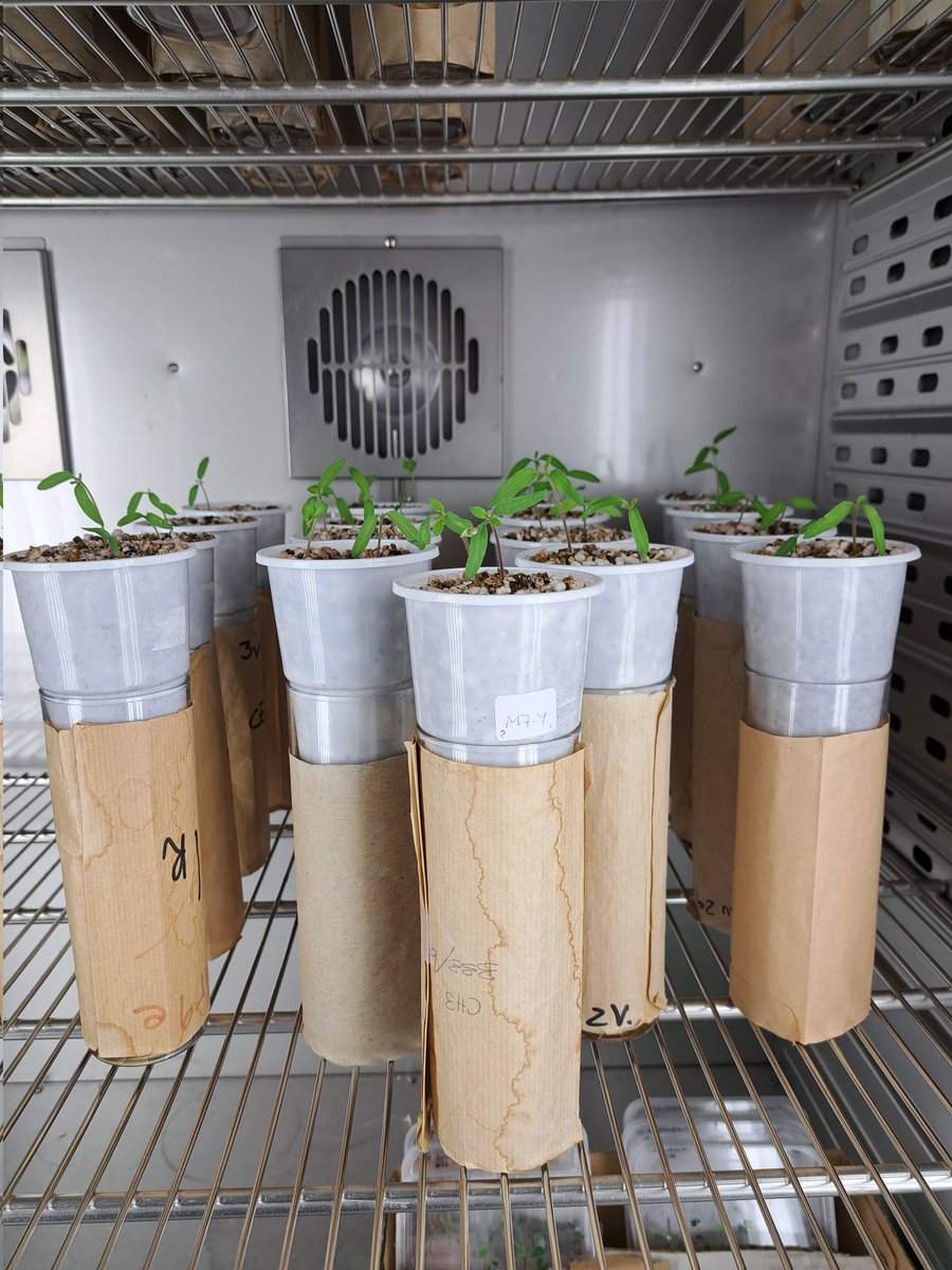 Some promising growth from the plant trials I have been conducting during my placement 🍅🌱🇪🇸